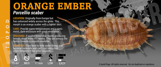 Porcellio scaber 'Orange Ember' isopod label