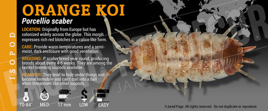 Porcellio scaber 'Orange Koi' isopod label