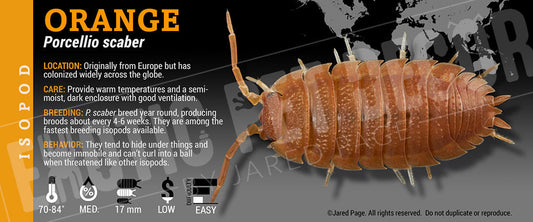 Porcellio scaber 'Orange' isopod label