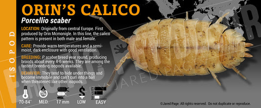 Porcellio scaber 'Orins Calico' isopod label