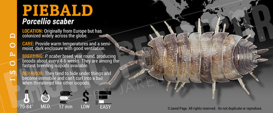 Porcellio scaber 'Piebald' isopod label