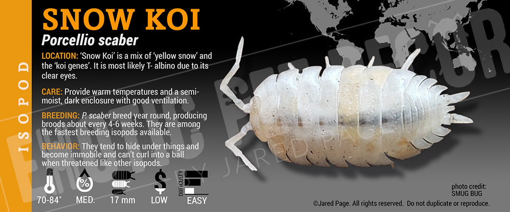 Porcellio scaber 'Snow Koi' isopod label