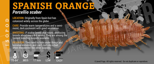 Porcellio scaber 'Spanish Orange' isopod label