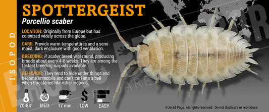 Porcellio scaber 'Spottergeist' isopod label