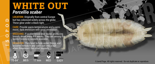 Porcellio scaber 'White Out' isopod label