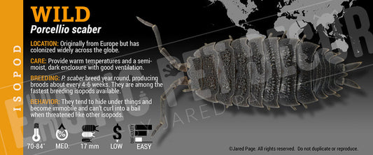 Porcellio scaber 'Wild' isopod label