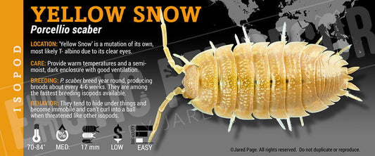 Porcellio scaber 'Yellow Snow' isopod label