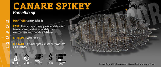 Porcellio sp 'Canare Spikey' isopod label