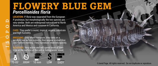 Porcellionides floria 'Flowery Blue Gem' isopod label