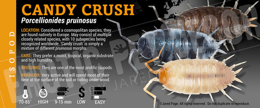 Porcellionides pruinosis 'Candy Crush' isopod label