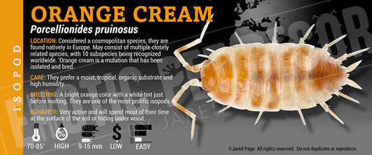 Porcellionides pruinosis 'Orange Cream' isopod label