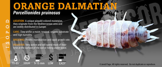 Porcellionides pruinosis 'Orange Dalmatian' isopod label