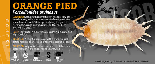 Porcellionides pruinosis 'Orange Pied' isopod label