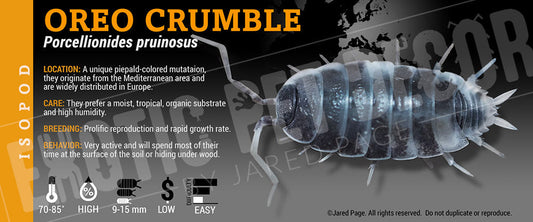 Porcellionides pruinosis 'Oreo Crumble' isopod label