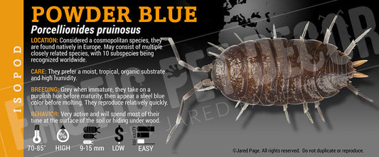 Porcellionides pruinosis 'Powder Blue' isopod label