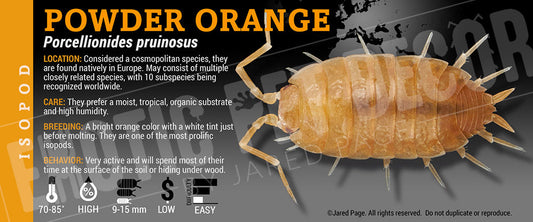 Porcellionides pruinosis 'Powder Orange' isopod label