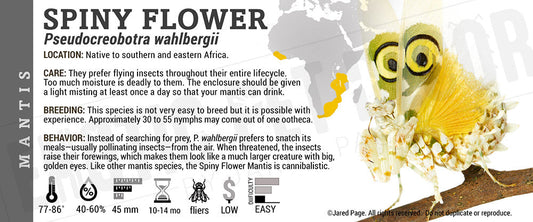 Pseudocreobotra wahlbergi 'Spiny Flower' Mantis