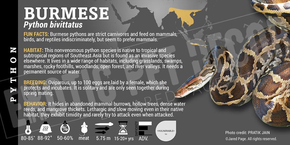 Python bivittatus 'Burmese' Python Cards and Enclosure Labels – Exotic ...