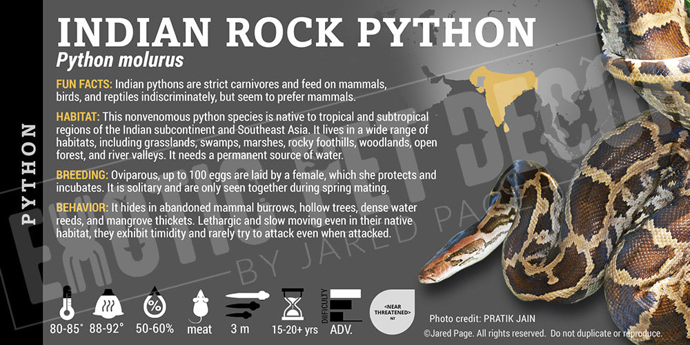 Python molurus 'Burmese Indian Rock' Python Cards and Enclosure Labels ...