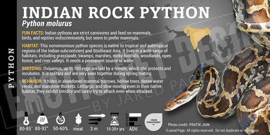 Python molurus 'Burmese Indian Rock' Python