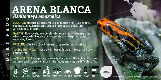 Ranitomeya amazonica 'Arena Blanca' Card