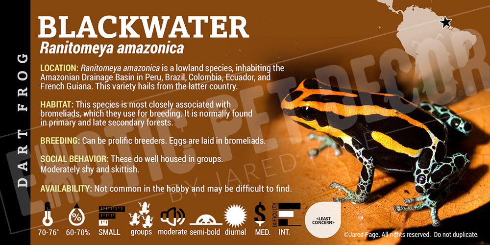 Ranitomeya amazonica 'Blackwater' Card