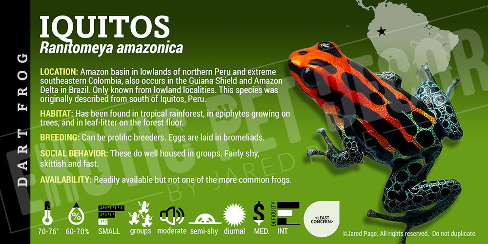 Ranitomeya amazonica 'Iquitos' Card