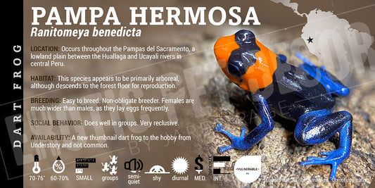 Ranitomeya benedicta 'Pampa Hermosa' Card