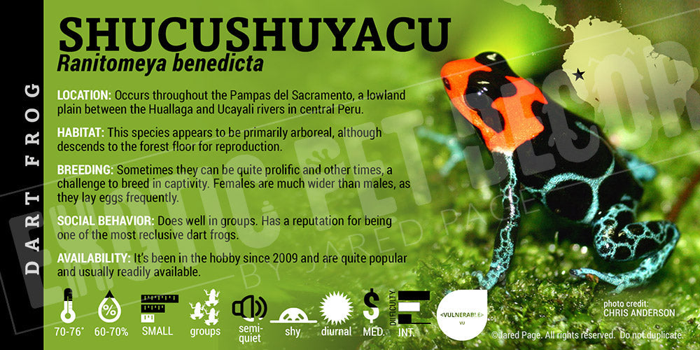 Ranitomeya benedicta 'Schuchushuyacu' Card