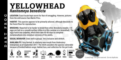 Ranitomeya benedicta 'Yellowhead' Card