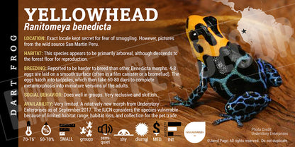 Ranitomeya benedicta 'Yellowhead' Card