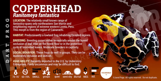 Ranitomeya fantastica 'Copperhead' Card