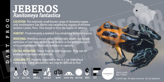 Ranitomeya fantastica 'Jeberos' Card