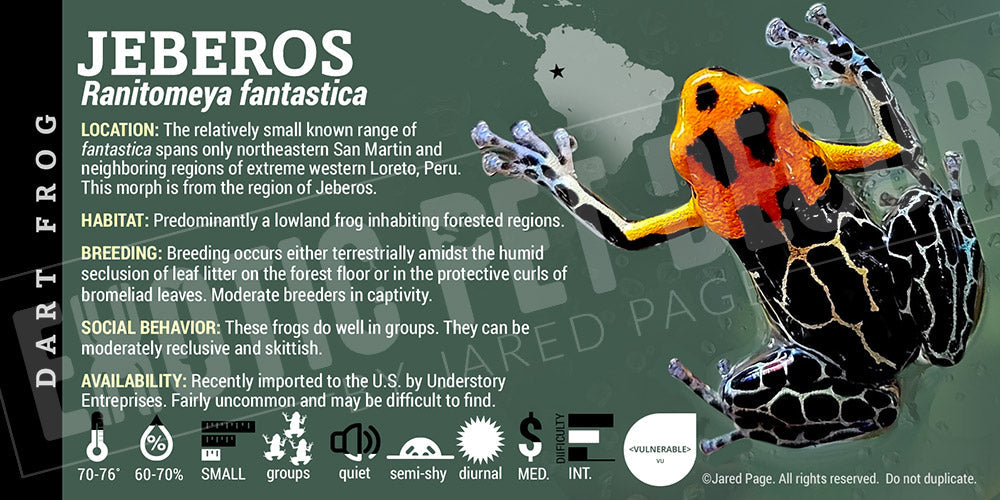 Ranitomeya fantastica 'Jeberos' Card