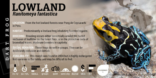 Ranitomeya fantastica 'Lowland' Card