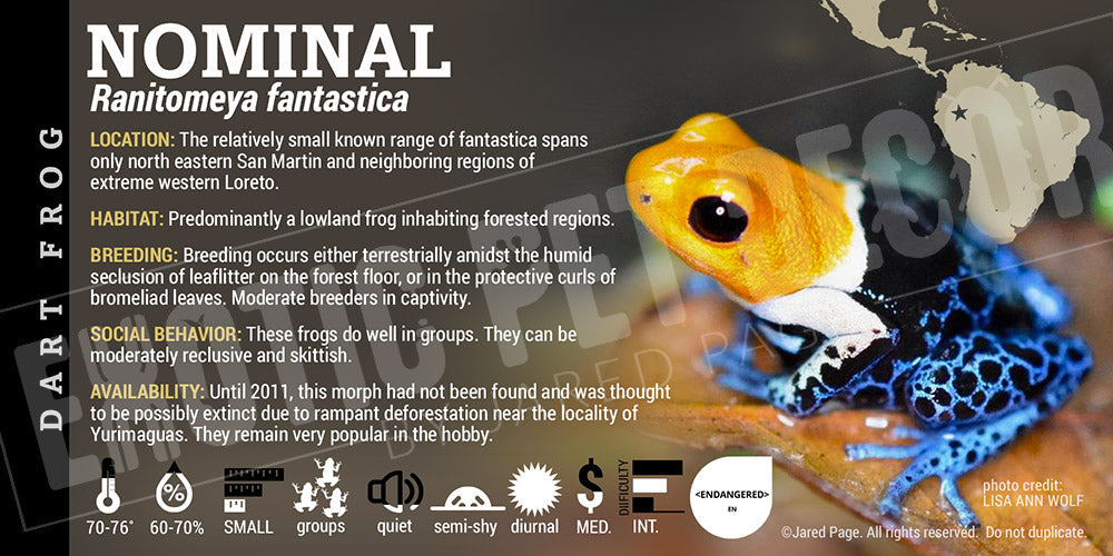 Ranitomeya fantastica 'Nominal' Card