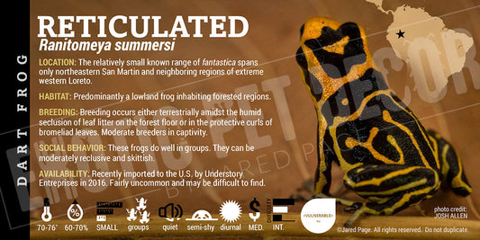 Ranitomeya summersi 'Reticulated' Card