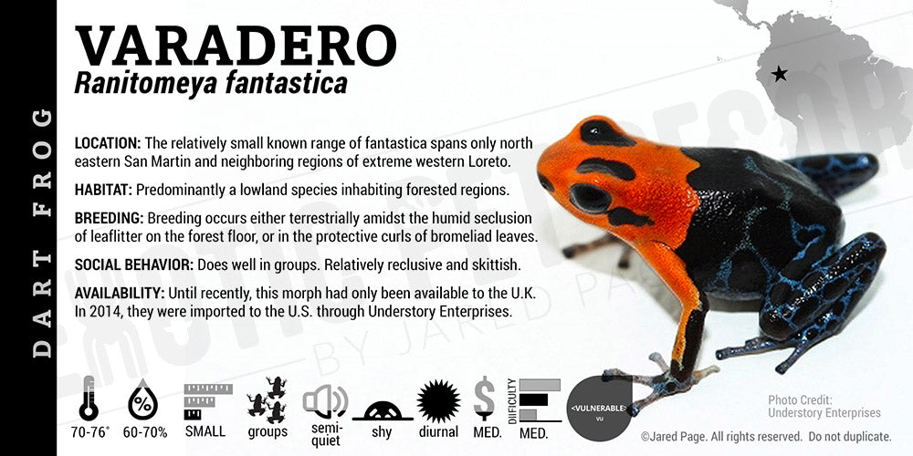 Ranitomeya fantastica 'Varadero' Card