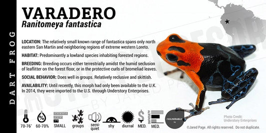 Ranitomeya fantastica 'Varadero' Card