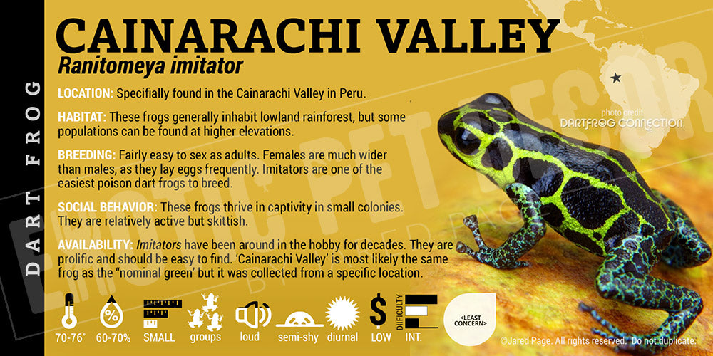 Ranitomeya imitator 'Cainarachi Valley' Card