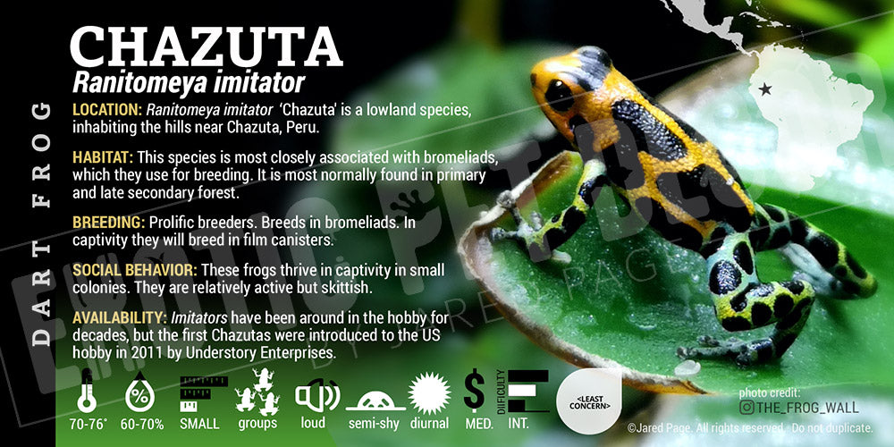 Ranitomeya imitator 'Chazuta' Card