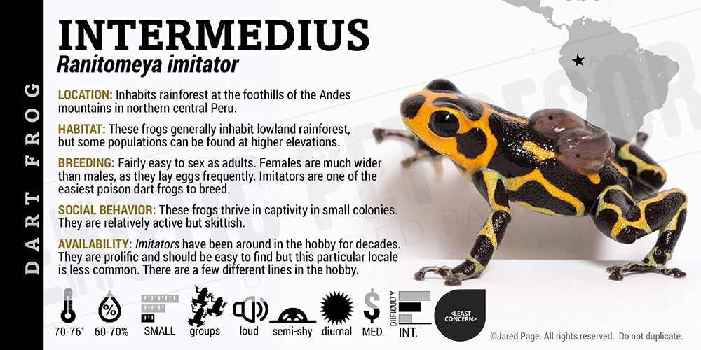 Ranitomeya imitator 'Intermedius' Card