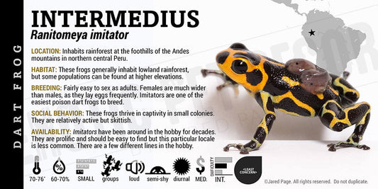 Ranitomeya imitator 'Intermedius' Card