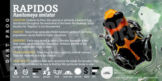 Ranitomeya imitator 'Rapidos' Card