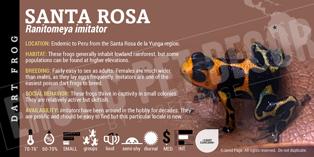 Ranitomeya imitator 'Santa Rosa' Card