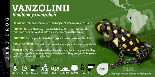 Ranitomeya imitator 'Vanzollini' Card