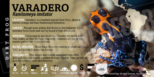 Ranitomeya imitator 'Varadero' Card