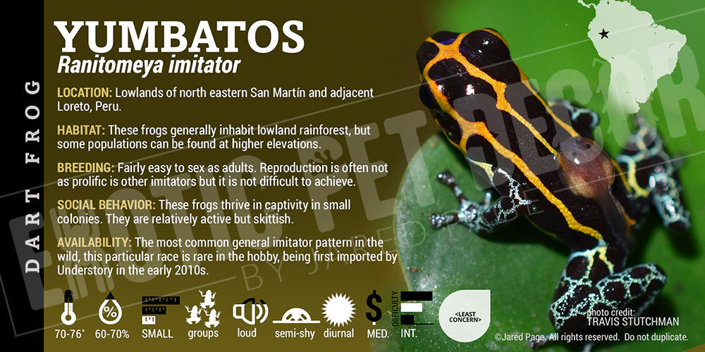 Ranitomeya imitator 'Yumbatos' Card