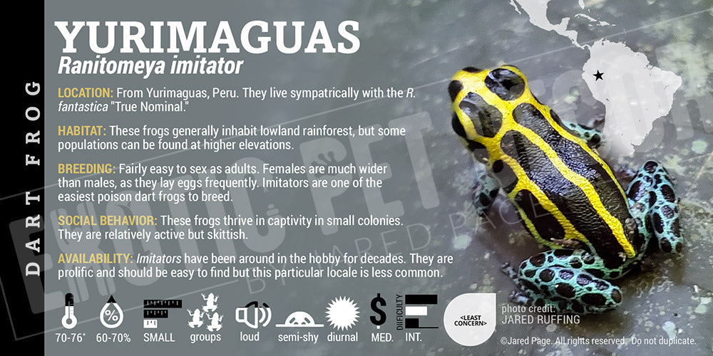 Ranitomeya imitator 'Yurimaguas' Card