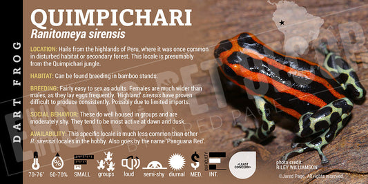 Ranitomeya sirensis 'Quimpichari' Card